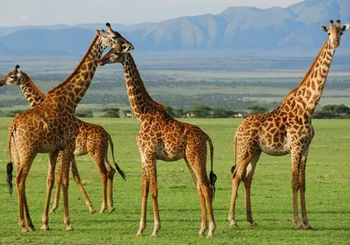 ARUSHA NATIONAL PARK