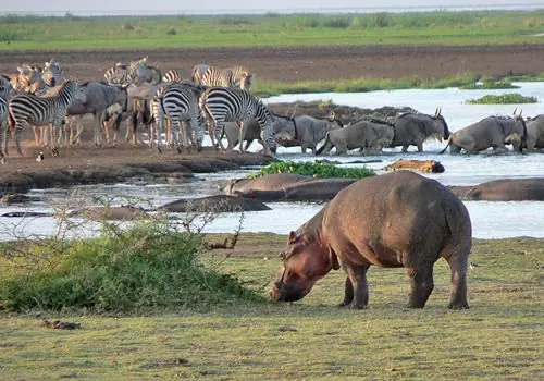LAKE MANYARA NATIONAL PARK