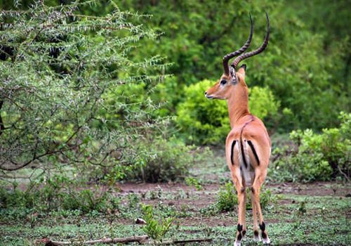 Tarangire National Park