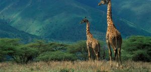 Ngorongoro-Conservation-Area