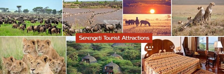 Serengeti_day9