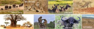 TARANGIRE NATIONAL PARK_3days