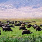 Arusha National Park