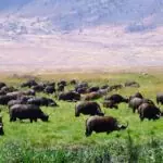 Arusha National Park