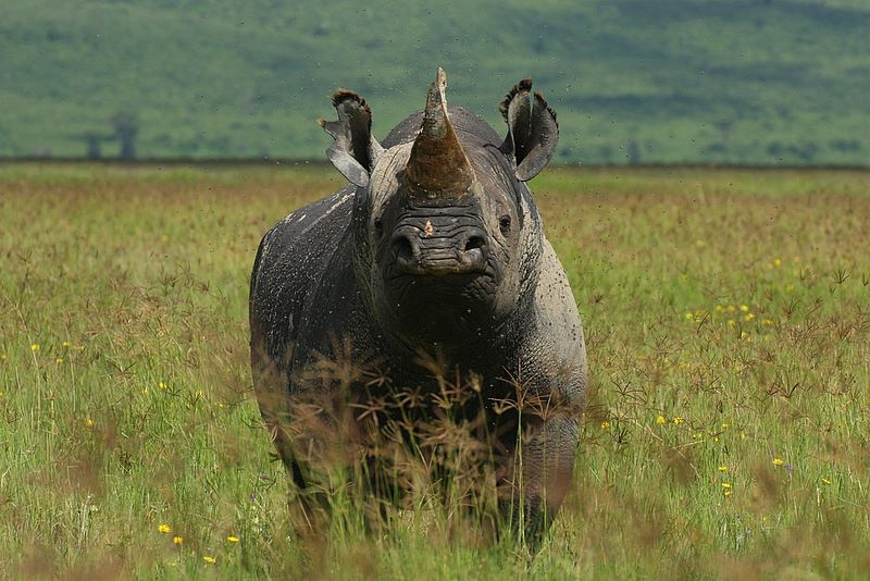 Black Rhino