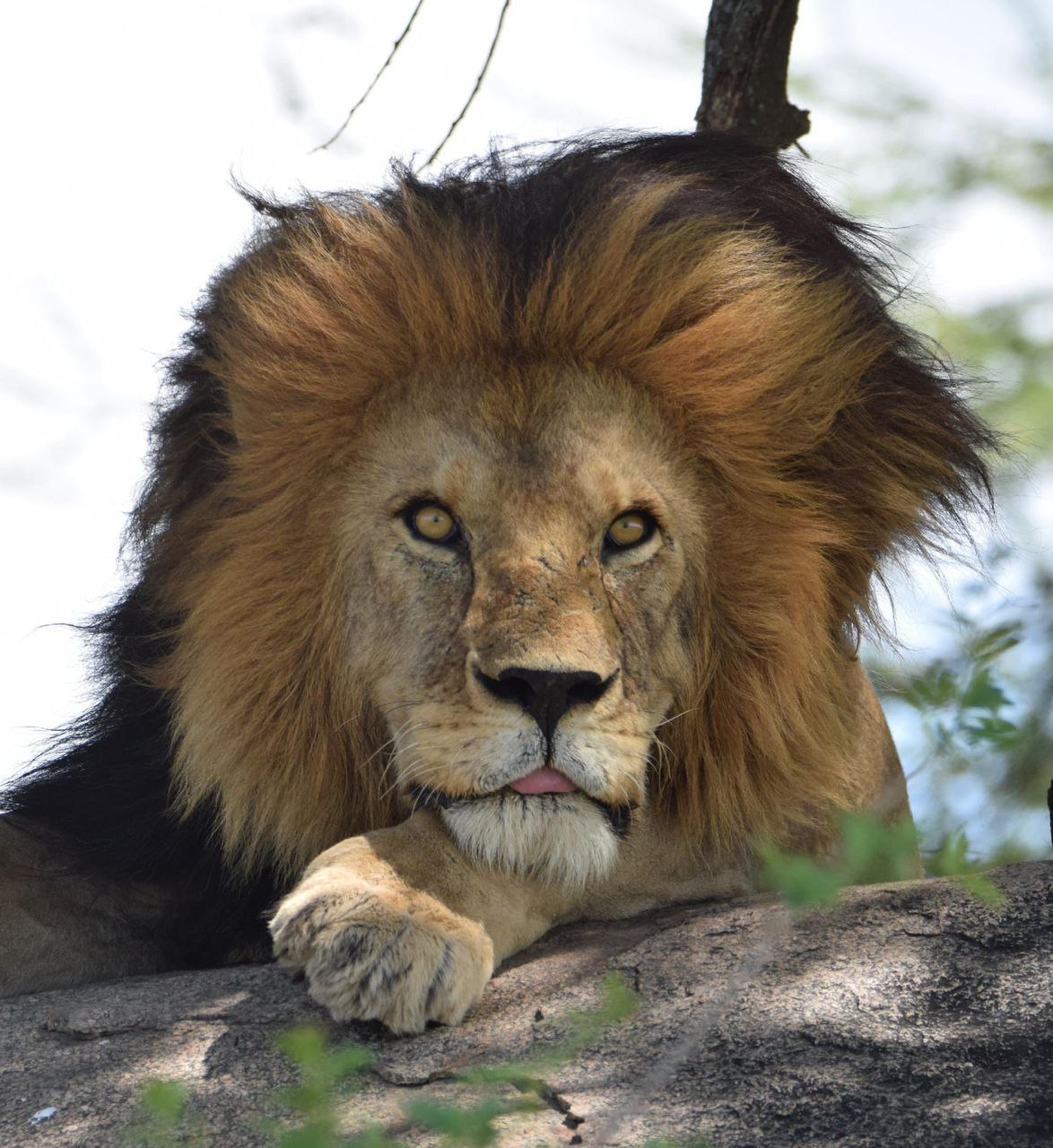 Unveiling The Average Weight Of Male African Lions - Permutours