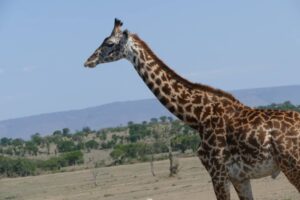 Giraffe- 7 days african safari tour