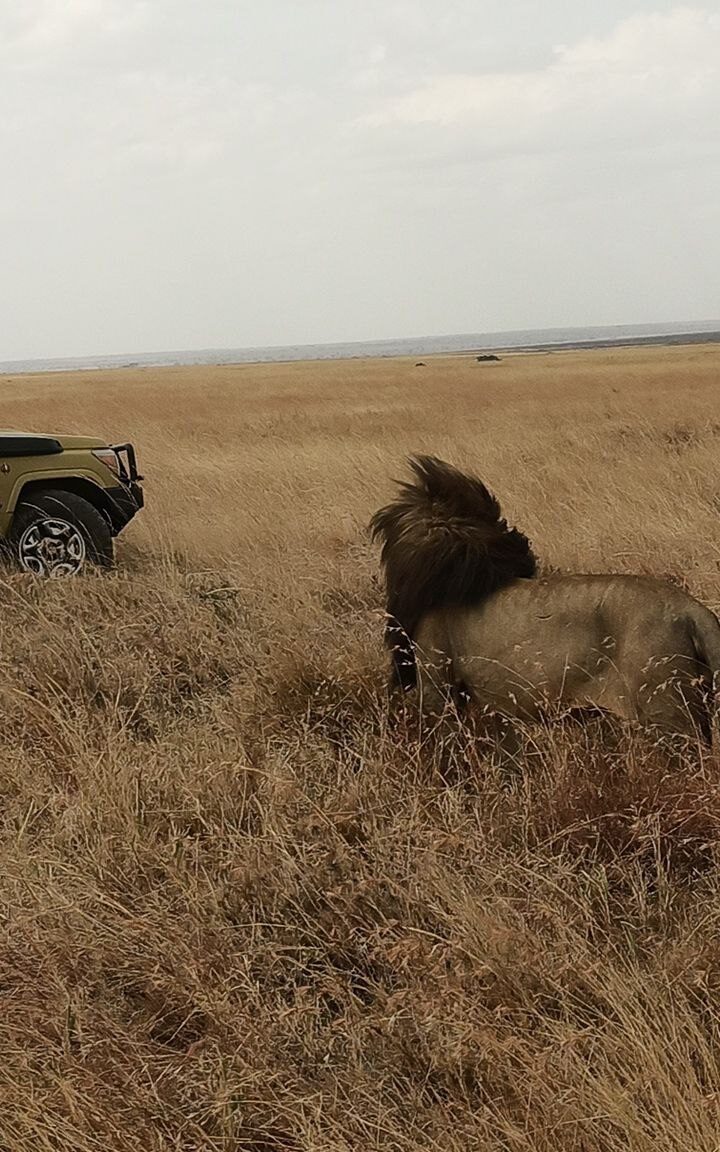 lions