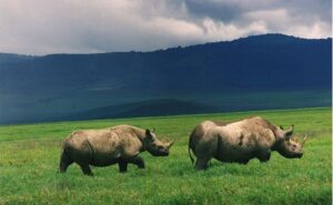rhinoes of ngorongoro crater