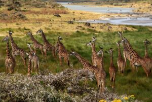 Giraffes at Arusha National Park Tanzania