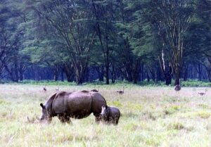 Ngorongoro Crater Rhino in its natural habitat