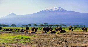 Kilimanjaro is composed of three distinct volcanic cones: Kibo, the highest; Mawenzi at 5,149 m (16,893 ft); and Shira, the shortest at 3,962 m (13,000 ft)