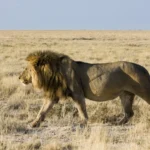 How Much Does a Lion Weigh