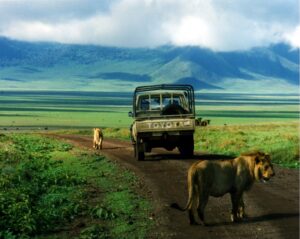 Average weight of male lions