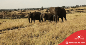 Best Tanzania Holiday Safari Tour Packages