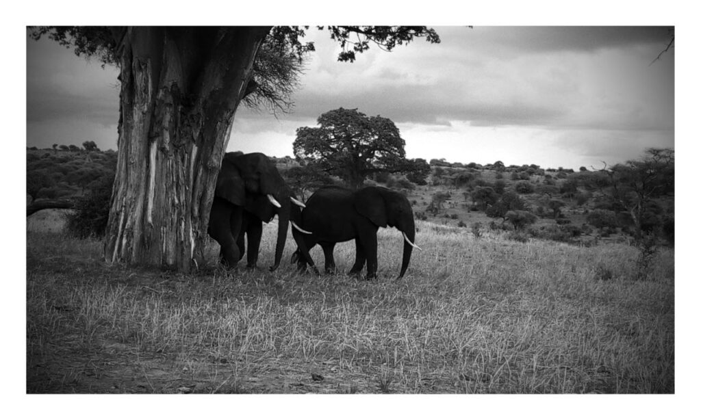 Tanzania Safari Tour Elephants