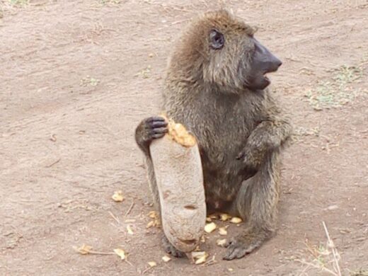monkey
