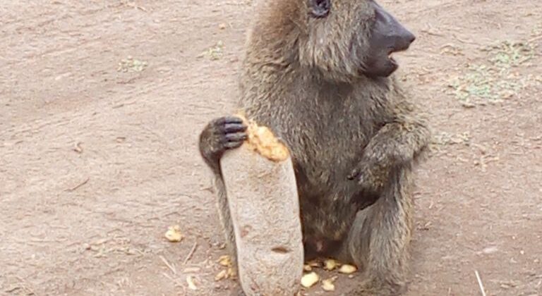 monkey