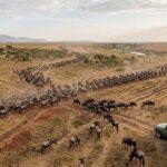 serengeti-migration