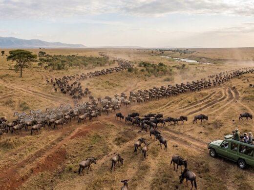 serengeti-migration